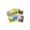 Set Puzzles De Animales 6 Piezas