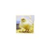 Set Puzzles De Animales 6 Piezas - Imagen 4