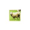 Set Puzzles De Animales 6 Piezas - Imagen 6