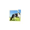 Set Puzzles De Animales 6 Piezas - Imagen 7
