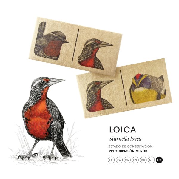 Dominó de aves - Imagen 8